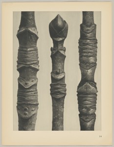 Acer by Karl Blossfeldt, created 1928, in photogravure. Download this artwork as a high-resolution wallpaper for desktop, tablet, or mobile. — Karl Blossfeldt Wallpaper