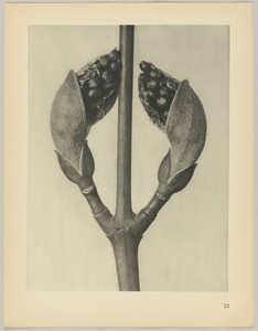 Acer rufinerve by Karl Blossfeldt, created 1928, in photogravure. Download this artwork as a high-resolution wallpaper for desktop, tablet, or mobile. — Karl Blossfeldt Wallpaper