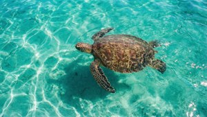 Luftaufnahme einer Meeresschildkröte in klarem türkisfarbenem Wasser mit Sonnenlicht