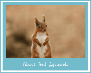 Ein rotes Eichhörnchen, das aufrecht steht, die Pfoten zusammengelegt, in einer natürlichen Umgebung nach vorne schaut. — Red Squirrel Wallpaper