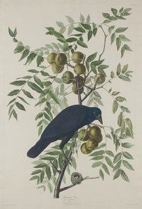 American Crow by Jr. Robert Havell, created 1833, in hand-colored engraving and aquatint on Whatman wove paper. Download this artwork as a high-resolution wallp — Art Picture
