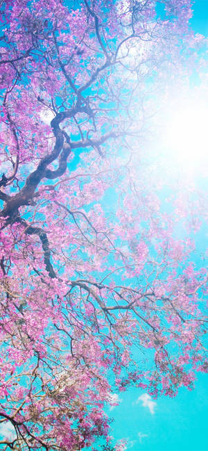 Rosa Kirschblütenbaum vor einem hellblauen Himmel mit Sonnenstrahlen. — Sakura Haruno Hintergrundbild