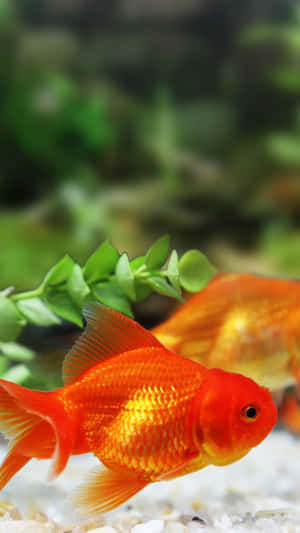Um peixinho dourado laranja brilhante nada perto de plantas verdes em um aquário claro. — iPhone oceânico Foto Papéis de Parede