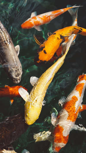 Colorful koi fish glide through clear pond water under sunlight. — Koi Fish Background