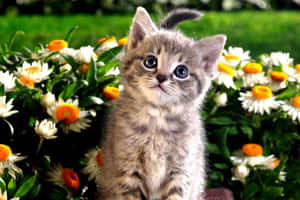 A small tabby kitten with blue eyes sits among white and orange daisies in a garden. — Grey Fox Picture