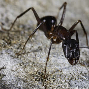 Eine dunkelbraune Ameise krabbelt auf einer rauen Steinoberfläche mit sichtbaren Beinen und Antennen. — Pavement Ant Wallpaper