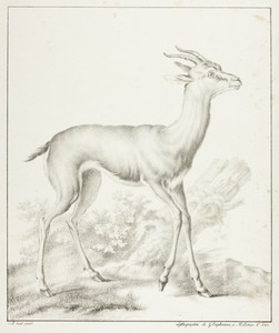 Antelope by Gottfried Engelmann, created 1814/15, in Lithograph in black on ivory wove paper. Download this artwork as a high-resolution wallpaper for desktop, — Illustration Wallpaper