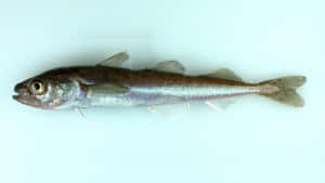 Ein Silberfisch mit dunklem Rücken und durchscheinenden Flossen auf einem hellblauen Hintergrund. — Arctic Cod Wallpaper