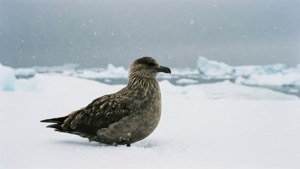 Ein minimalistisches arktisches Skua-Wallpaper mit einer ruhigen, kalten Atmosphäre.