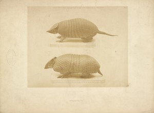 [Armadillo] by Louis-Amédée Mante, created about 1853–1854. Download this artwork as a high-resolution wallpaper for desktop, tablet, or mobile.