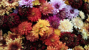 En tät arrangemang av färgglada krysantemum i röda, lila, gula och creme nyanser. — 4K blommor bakgrund Bakgrunder