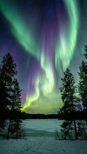 Pystysuora näkymä revontulista lumisen maiseman yllä siluettipuineen.