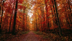 A forest path lined with vibrant orange and red autumn leaves under a golden sky. — 5120X1440 Picture
