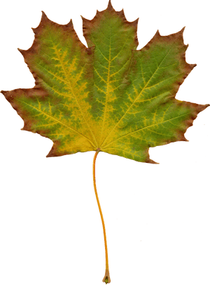 A vibrant autumn maple leaf with green and yellow tones on a black background. — Maple Wallpaper