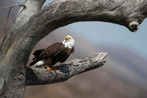 Bald eagle perched on a weathered tree branch in a mountainous landscape. — Bald Eagle Background