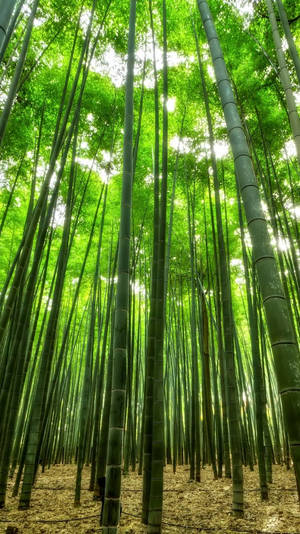 Tall bamboo trees with green leaves and sunlight filtering through — Bamboo Forest iPhone Picture
