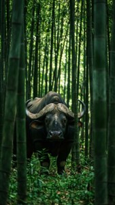 Gaur mystérieux partiellement caché dans une forêt de bambous avec une lumière tachetée.