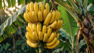Een realistische tros bananen aan de steel, tropische sfeer, geweldig voor natuurwallpapers.