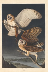 Barn Owl by Jr. Robert Havell, created 1833, in hand-colored engraving and aquatint on Whatman wove paper. Download this artwork as a high-resolution wallpaper — Art Picture