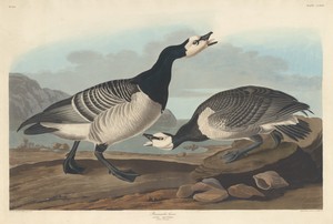 Barnacle Goose by Jr. Robert Havell, created 1836, in hand-colored engraving and aquatint on Whatman wove paper. Download this artwork as a high-resolution wall — Painting Picture