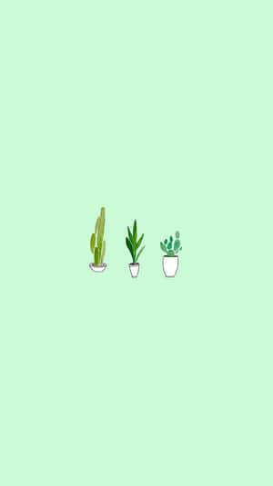 Tre små potteplanter på mintgrøn baggrund — Pink Og Blå Æstetik Wallpapers