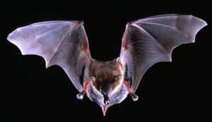 A bat in flight with spread wings against a black background.