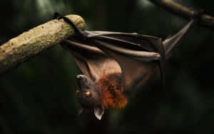 A flying fox bat hangs upside down from a tree branch in a dark forest.