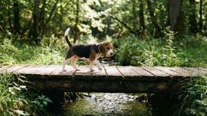 A beagle puppy crossing a wooden bridge in a lush green forest. — Beagle Picture