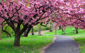 En slingrande stig under blommande körsbärsträd i en grön park. — New Jersey Bilder