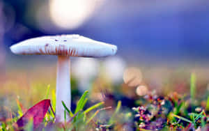 A white mushroom growing in grass with sunlight and bokeh background.