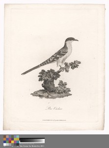 Bee Cuckoo by James Heath, in Etching and engraving on medium, slightly textured, cream wove paper. Download this artwork as a high-resolution wallpaper for des — James Heath Wallpaper