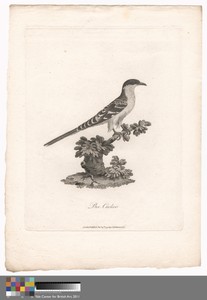 Bee Cuckoo by James Heath, in Etching and engraving on medium, moderately textured, cream laid paper. Download this artwork as a high-resolution wallpaper for d — James Heath Wallpaper