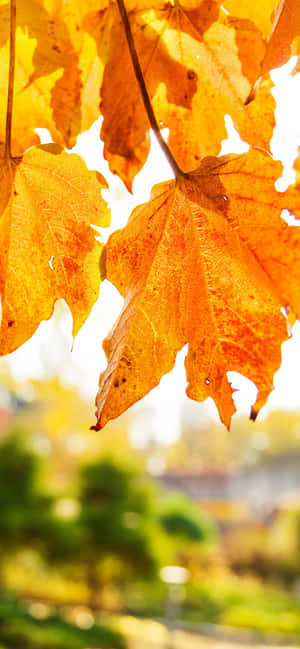Golden autumn leaves backlit by sunlight with blurred green background.