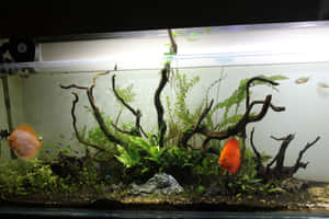 Bunte Fische schwimmen in einem bepflanzten Aquarium mit Treibholz und Steinen. — Fische Wallpaper