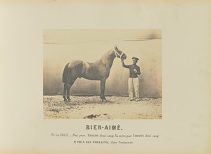 Bien-Aimé by Adrien Alban Tournachon, created 1860. Download this artwork as a high-resolution wallpaper for desktop, tablet, or mobile. — Adrien Alban Tournachon Wallpaper