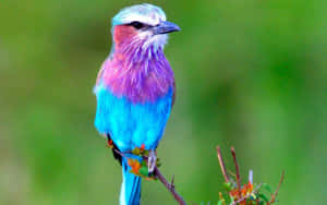 A colorful roller bird perched on a thorny branch in a green natural setting. — Thrush Bird Picture