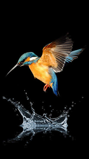 Martín pescador zambulléndose en el agua creando un salpicón sobre fondo negro — Imágenes de Pájaros Naturaleza Fondos de pantalla