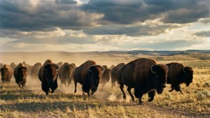 Troupeau épique de bisons courant à travers la prairie dans une lumière dorée dramatique