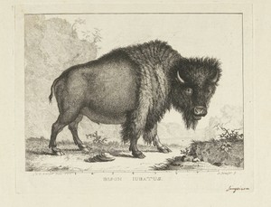 Bizon by Leendert Brasser, created 1766 - 1793, in paper; etching. Download this artwork as a high-resolution wallpaper for desktop, tablet, or mobile. — Leendert Brasser Wallpaper