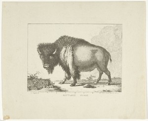 Bizon by Leendert Brasser, created 1766 - 1793, in paper; etching; counterproof. Download this artwork as a high-resolution wallpaper for desktop, tablet, or mo — Leendert Brasser Wallpaper