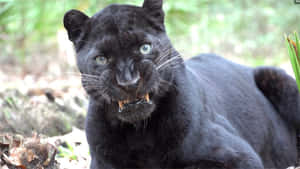 Ein schwarzer Panther mit grünen Augen starrt direkt in die Kamera in einem Wald. — Leopard Aesthetic Wallpaper