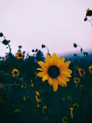 A bright sunflower in a field at twilight with a soft purple sky. — Black Sunflower Picture