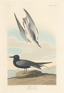 Black Tern by Jr. Robert Havell, created 1835, in hand-colored engraving and aquatint on Whatman wove paper. Download this artwork as a high-resolution wallpape — Art Wallpaper