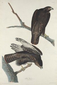 Black Warrior by Jr. Robert Havell, created 1830, in hand-colored engraving and aquatint on Whatman wove paper. Download this artwork as a high-resolution wallp — Jr. Robert Havell Wallpaper