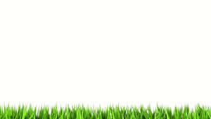 Green grass border on white background — Blue Grass Picture