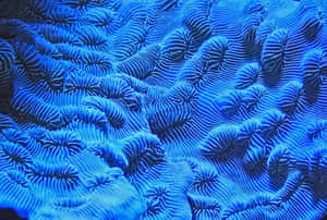 Leuchtend blaue Hirnkoralle mit detaillierter geriffelter Textur unter Wasser. — Blue Pattern Wallpaper
