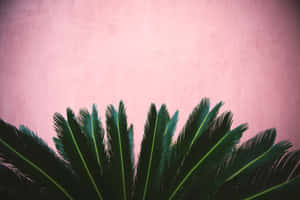 Tropiska cycad-blad mot en rosa strukturerad vägg — Boho Dator Bakgrundsbilder