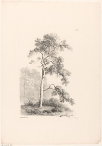 Boom by Barend Cornelis Koekkoek, created 1829 - 1830, in paper; lithography. Download this artwork as a high-resolution wallpaper for desktop, tablet, or mobil — Barend Cornelis Koekkoek Wallpaper