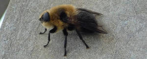 Una mosca amarilla y negra peluda sobre superficie de hormigón gris — Volar Fondos de pantalla