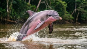 En sjelden rosa elvedelfin som hopper fra Amazonaselven tidlig om morgenen.